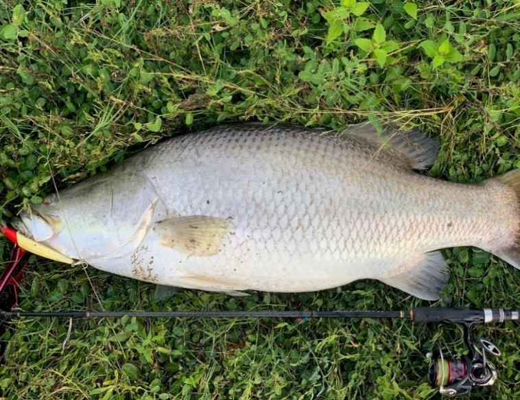 barramundi-adventure-fishing- tour