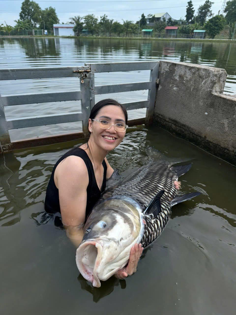 Siamese Carp