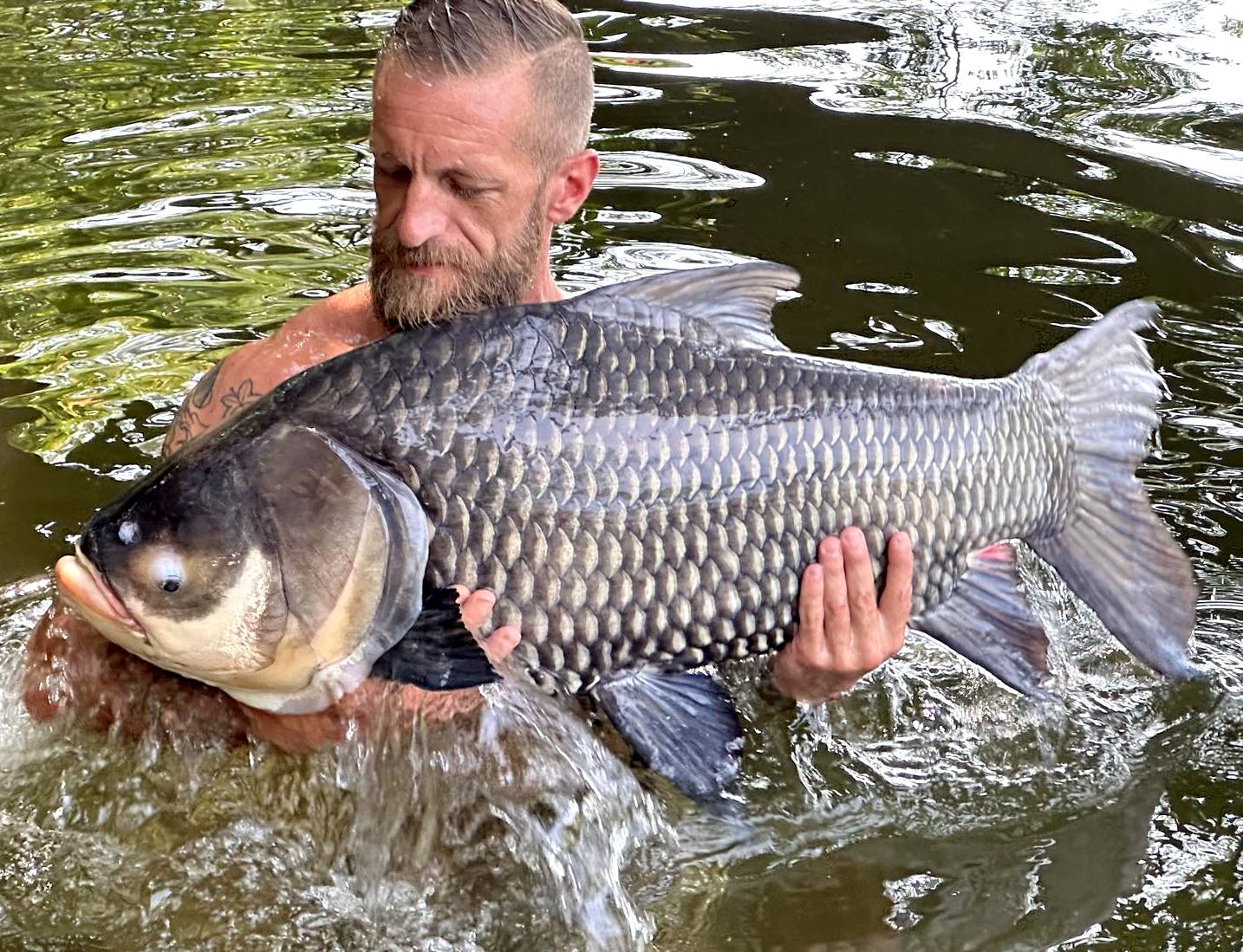 Giant Barb