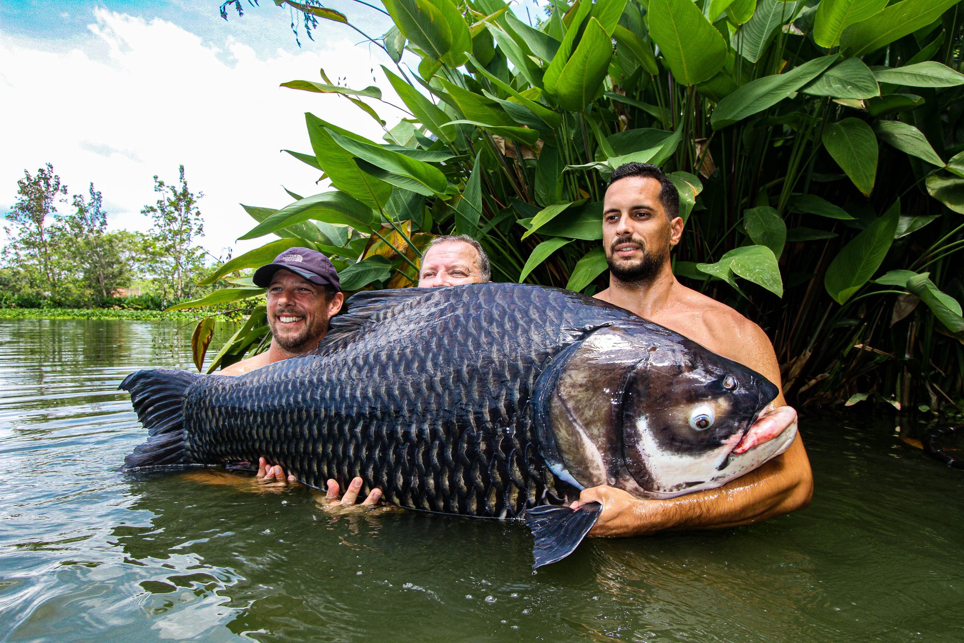 Siamese Carp