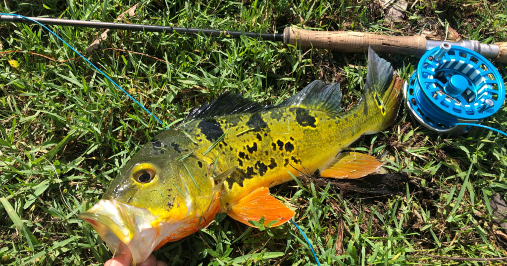 a-fisherman-reeling-in-a-peacock-bass---viet-nam-fishing-tous-trips-1