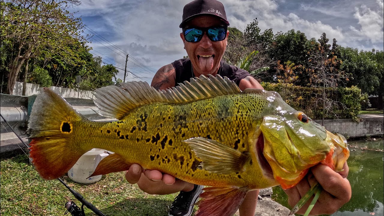 Peacock Bass