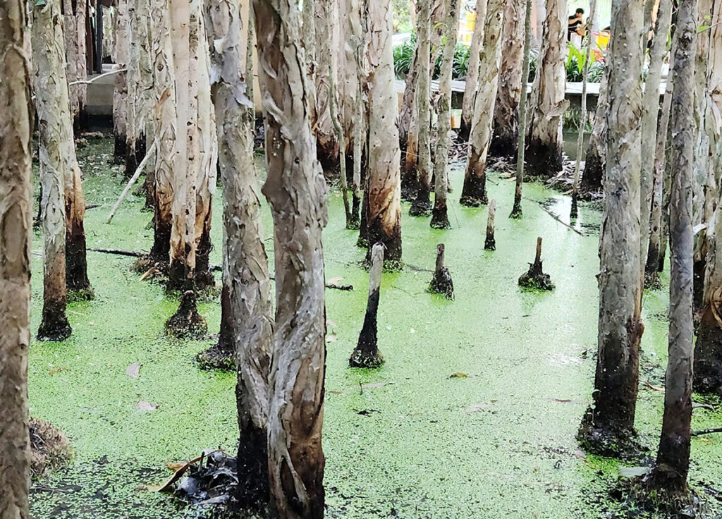 khu-sinh-thai-rung-tram-cau-ut-soc-trang-mekong-delta-river-viet-nam-fishing-tour-trip-3