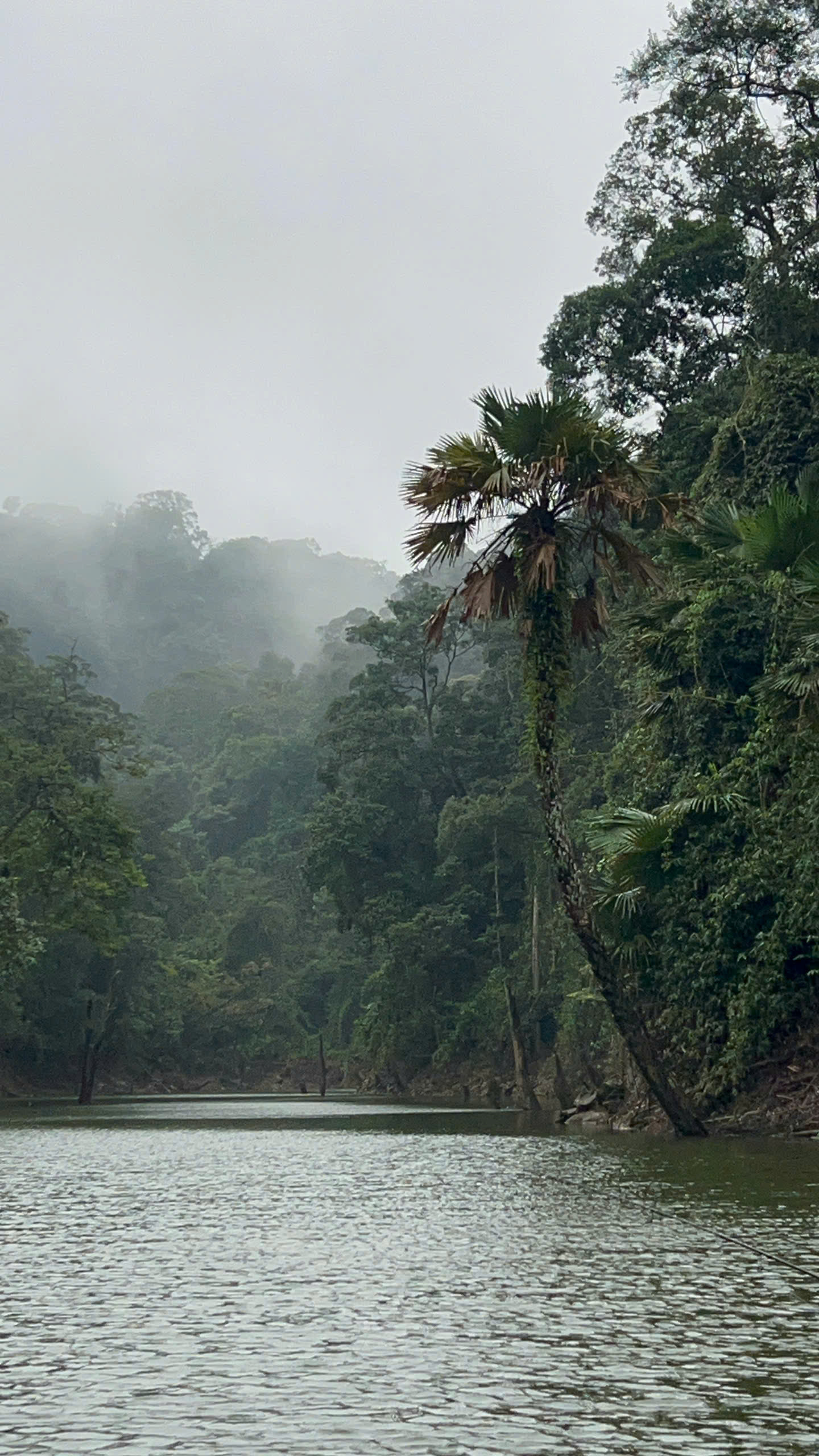 The beauty of the green forests in northern Vietnam