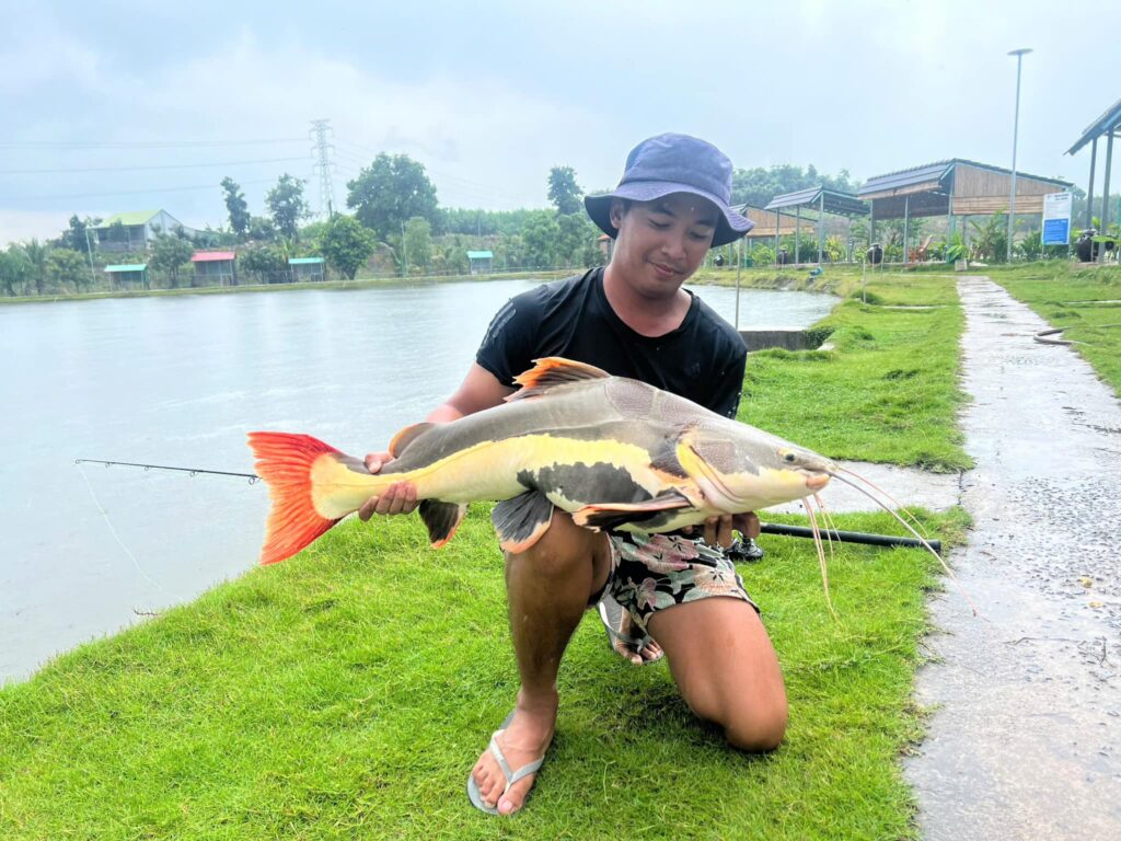 Amazon Redtail Catfish viet nam fishing tours bull arena-2