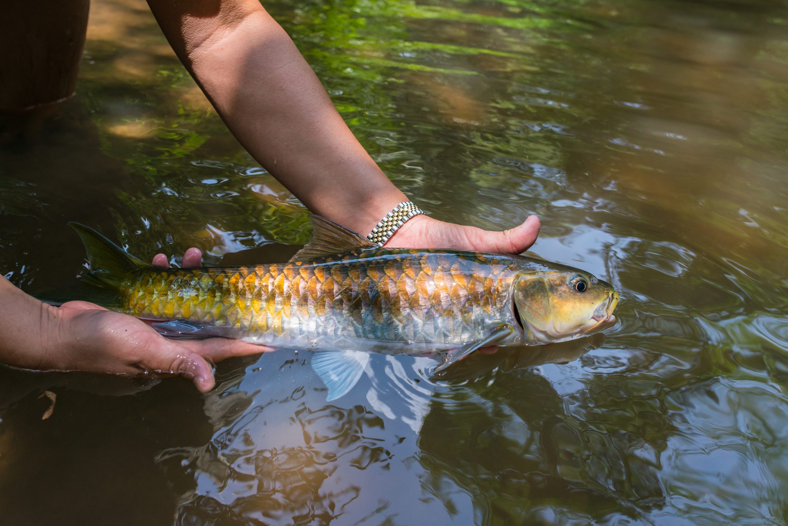 Mahseer Fishing Tours - The Northern VietNam Fishing Tours (6)