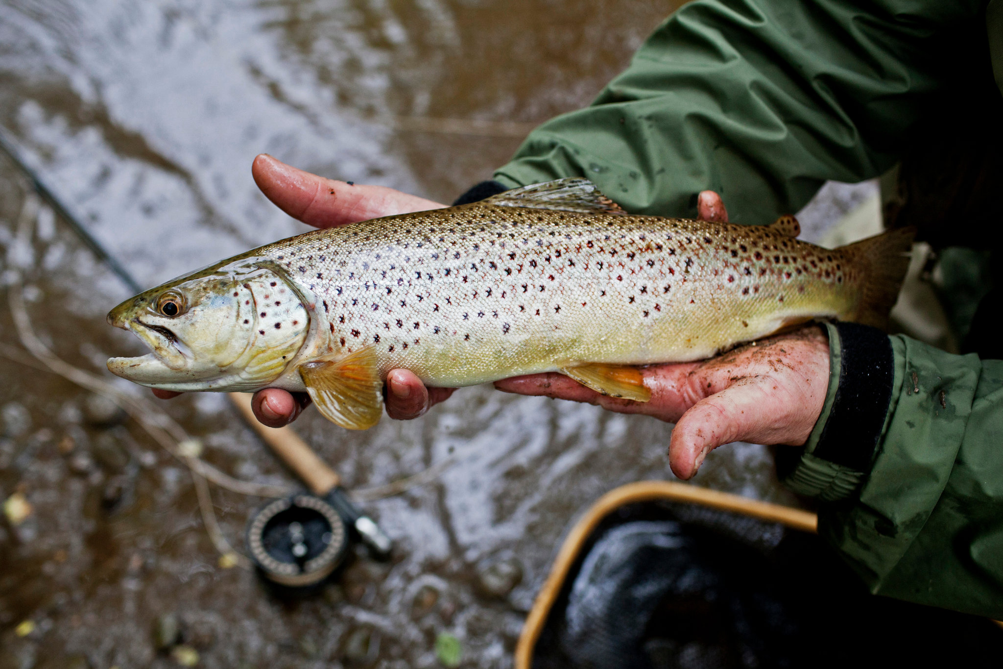 ba-vi-viet-nam-fishing-tour-Trout-trips