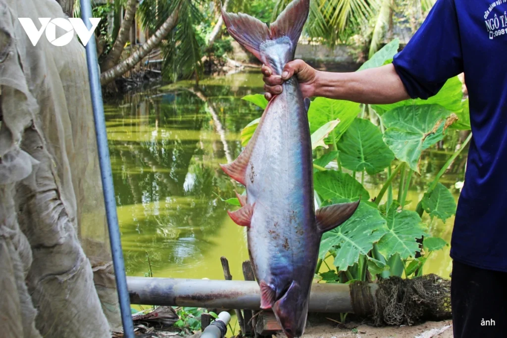 dong-thap-mekong-deta-river-fishing-tours-viet-nam-trip-foods-1