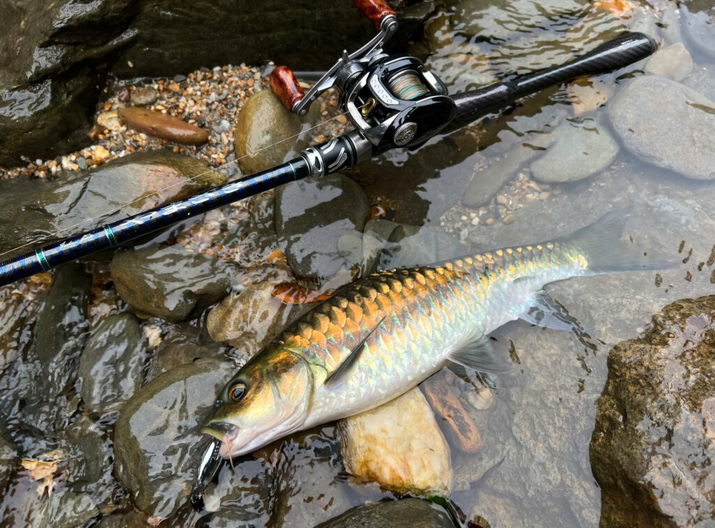 The Mahseer Quest