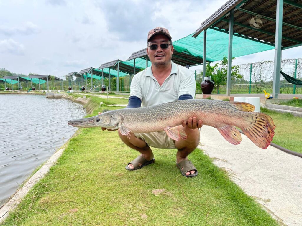 Alligator Gar-Bull-arena-fishing-park-viet-nam-fishing-tours-trips