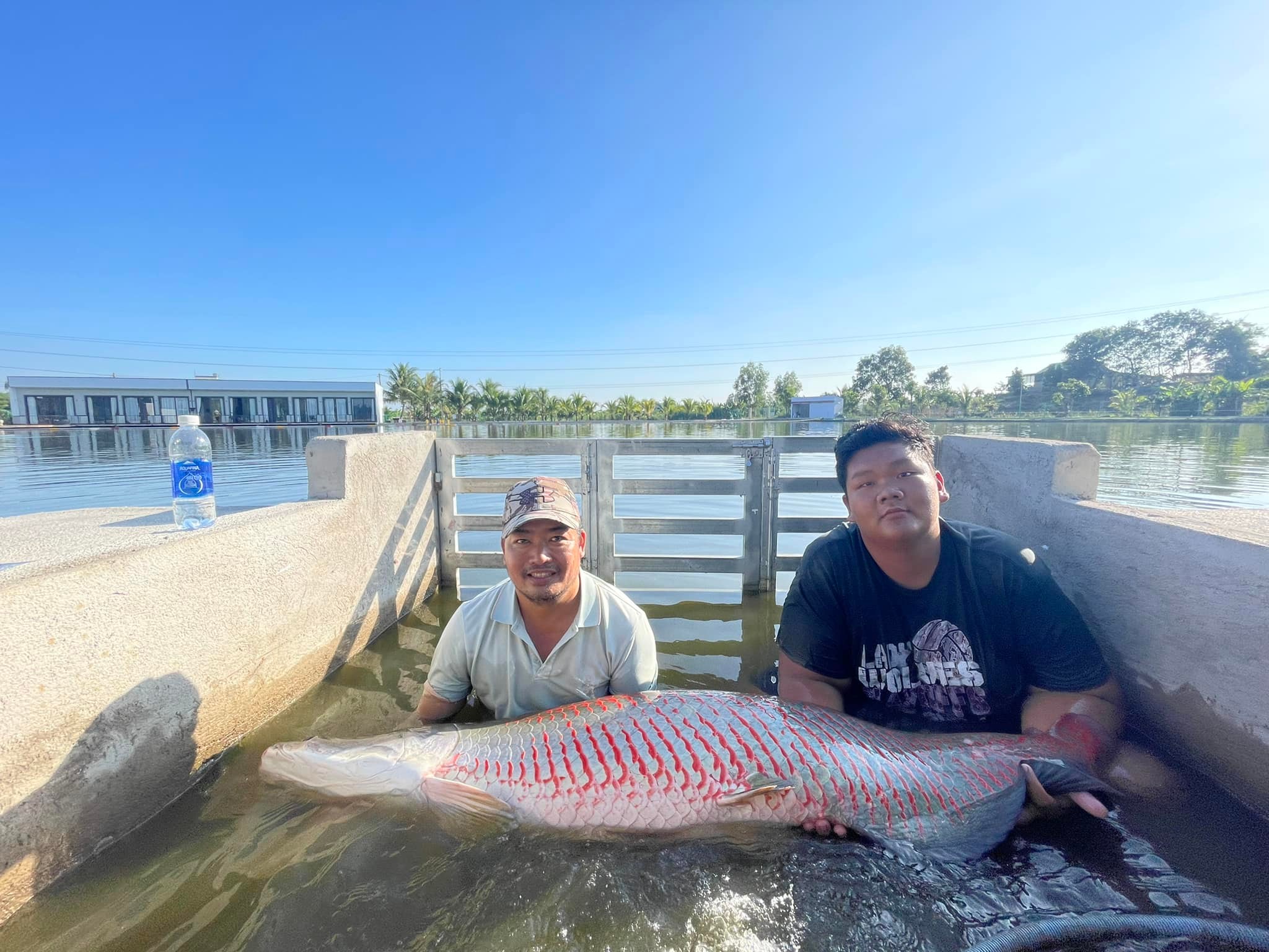 Arapaima