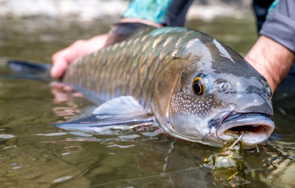 Mahseer North - Central Vietnam Vietnam Fishing Tours Trips