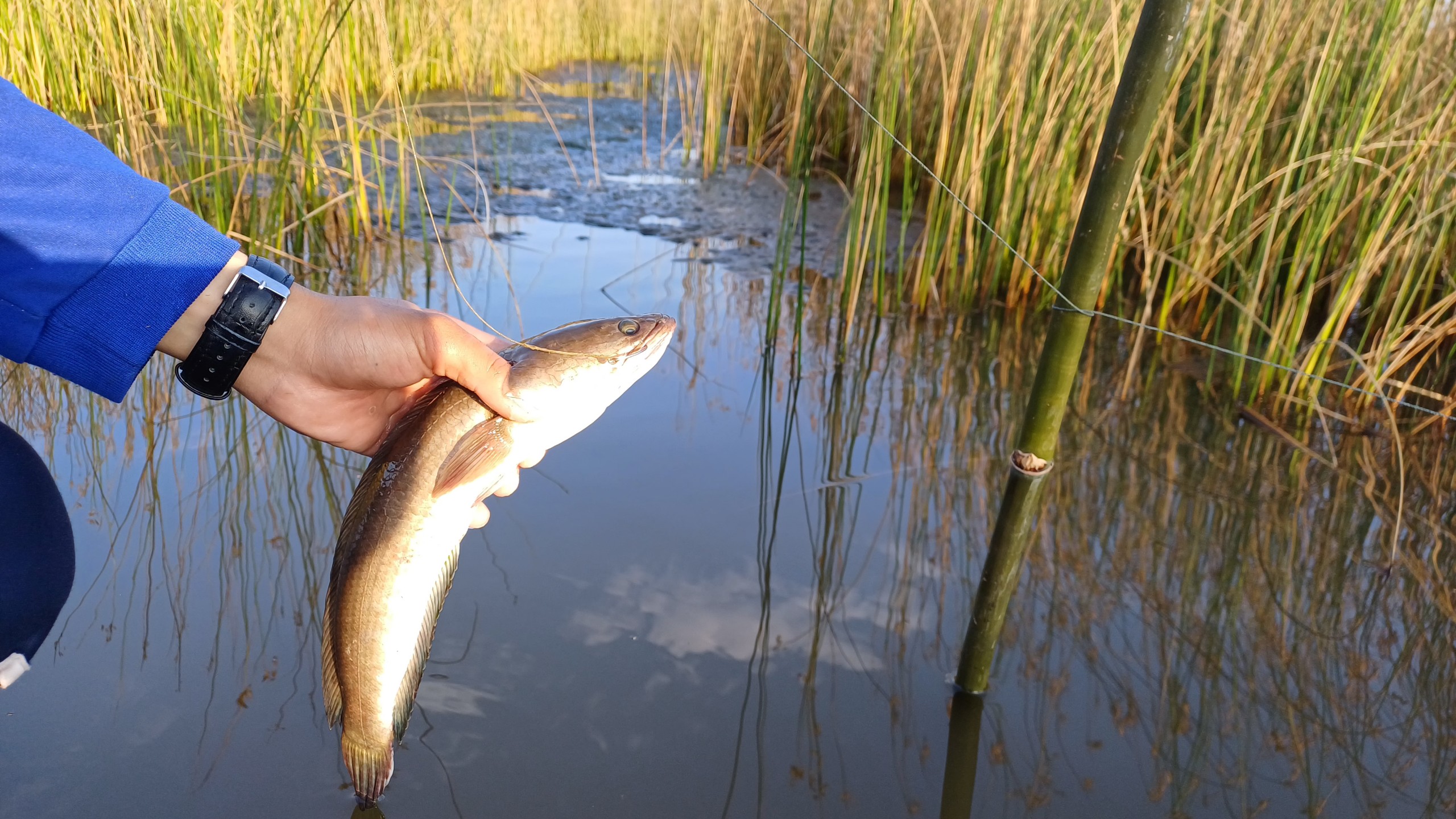 The Elusive Snakehead Fish-Tan-Lap-floating village-viet-nam-fishing-tours-trips-adventure