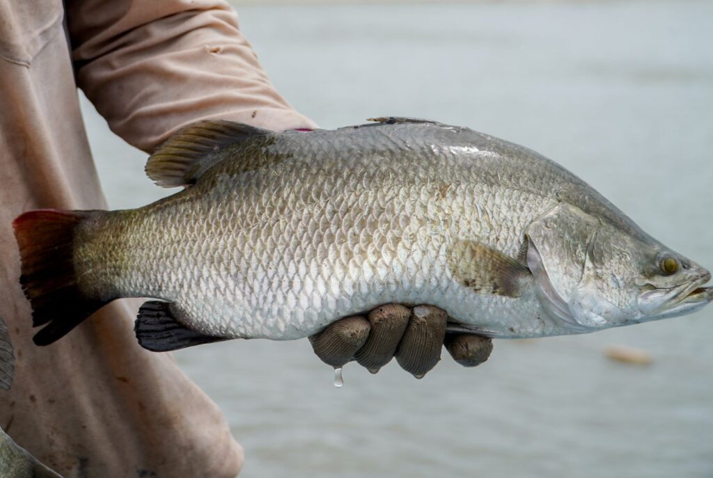 Barramundi