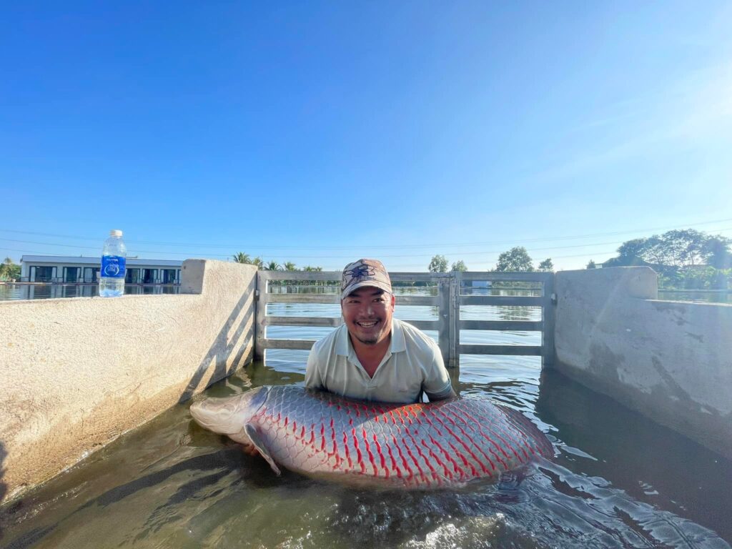 Arapaima