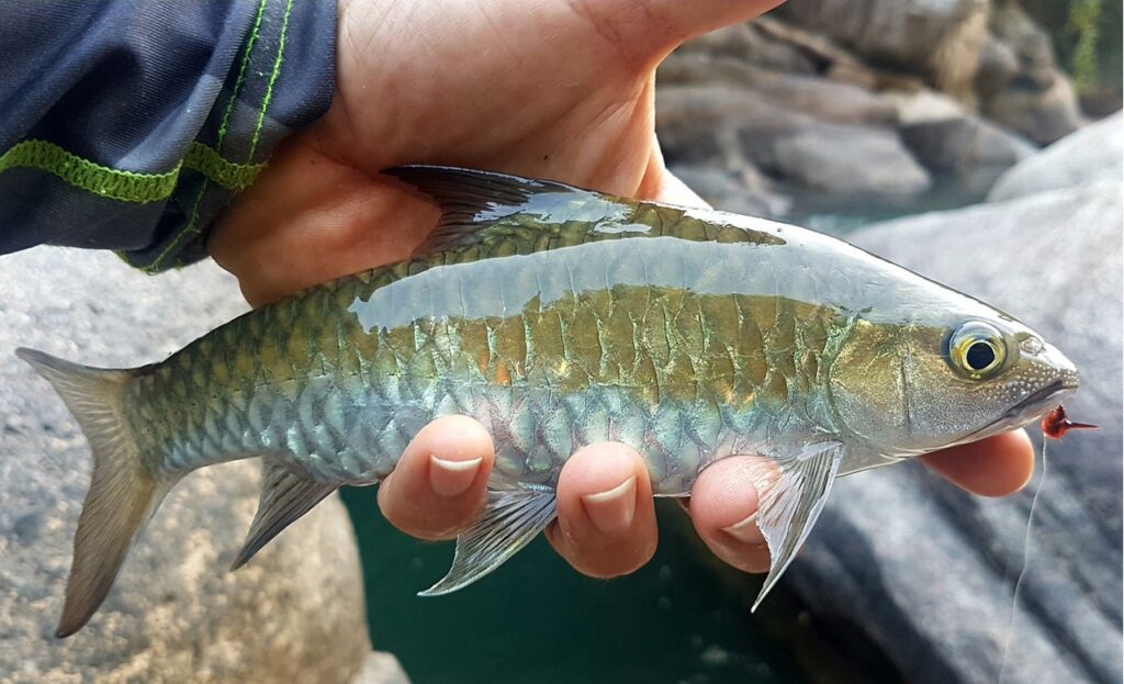 Mahseer fishing tour viet nam