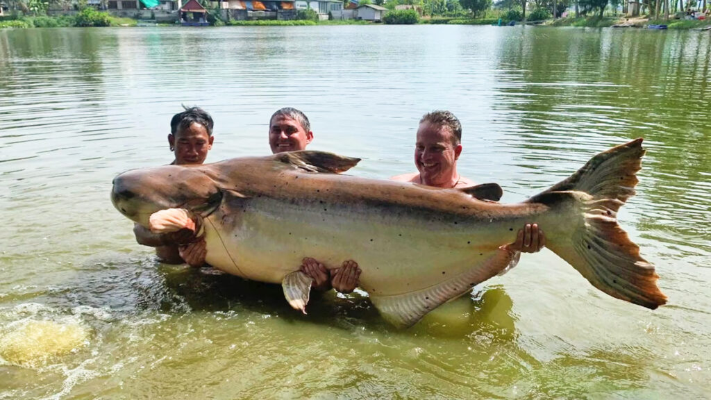 Mekong Catfish