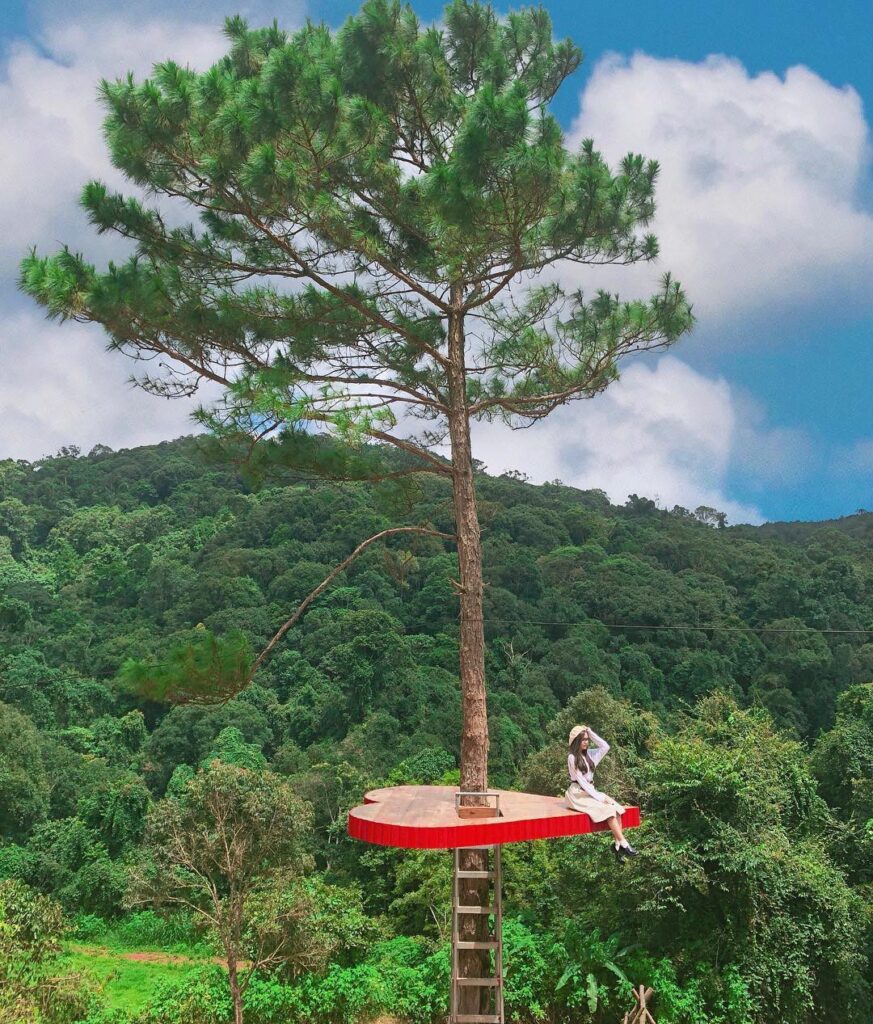 Dalat pine forest