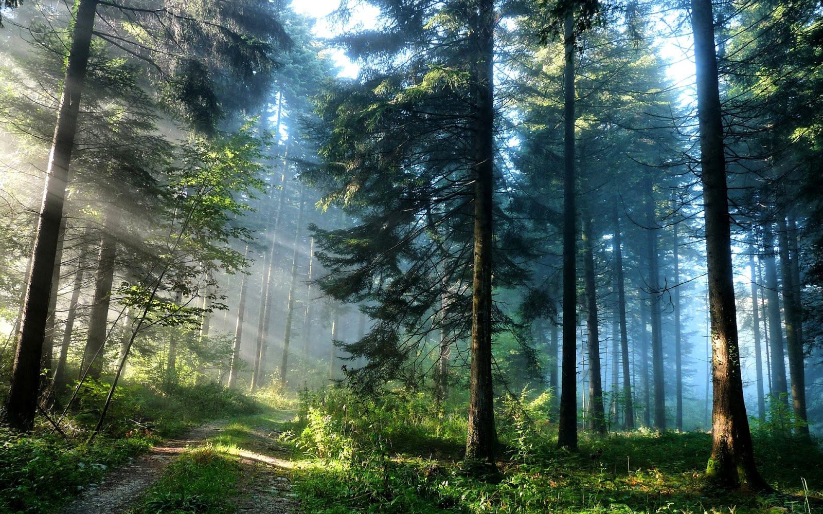 rung-thong-da-lat-forest-viet-nam-fishing-tour-trip