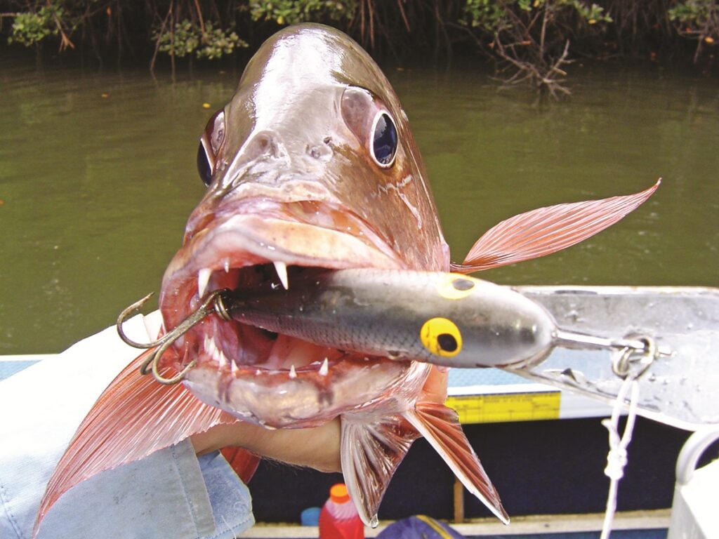 sharp-toothed mangrove jack