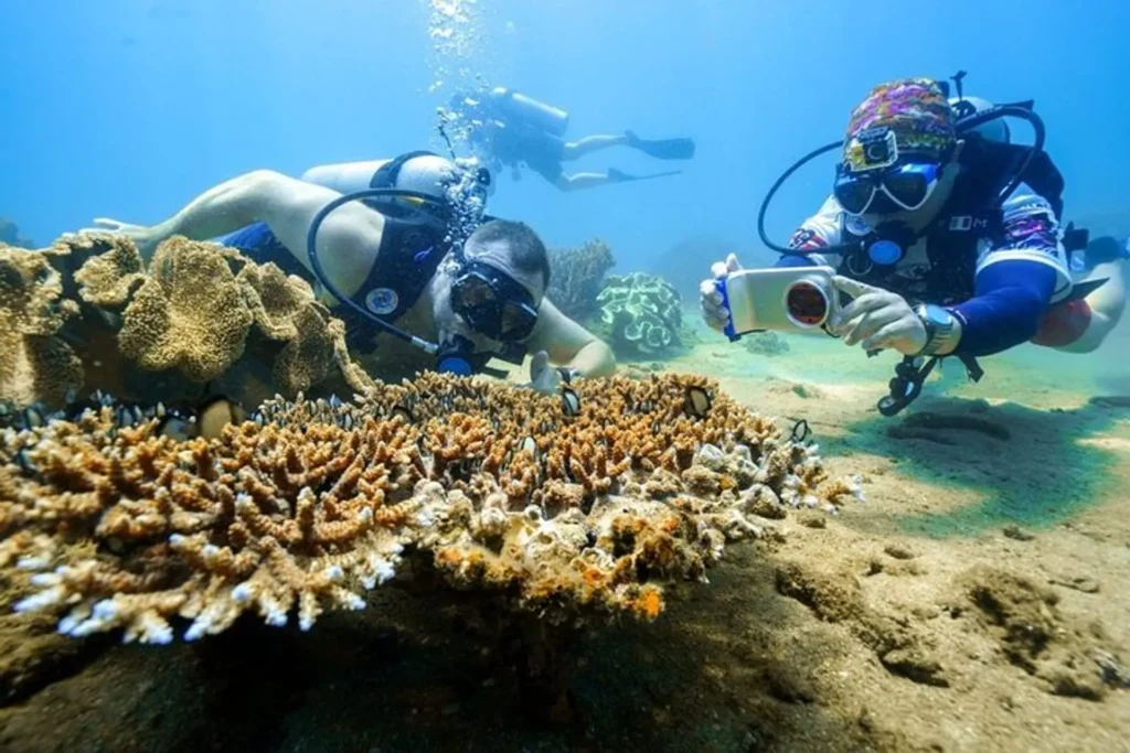 snorkeling and coral watching off the shores of Cham Island