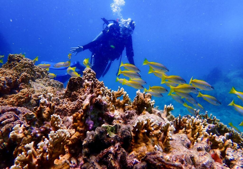 snorkeling and coral watching off the shores of Cham Island