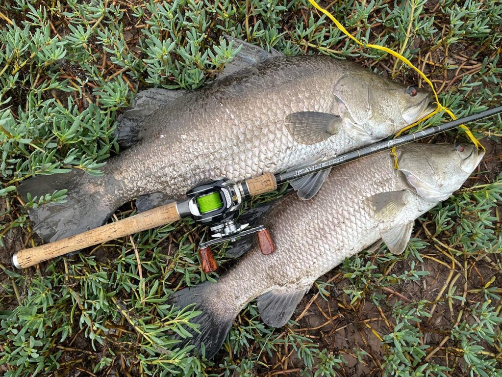 Barramundi Mekong Delta River Viet Nam