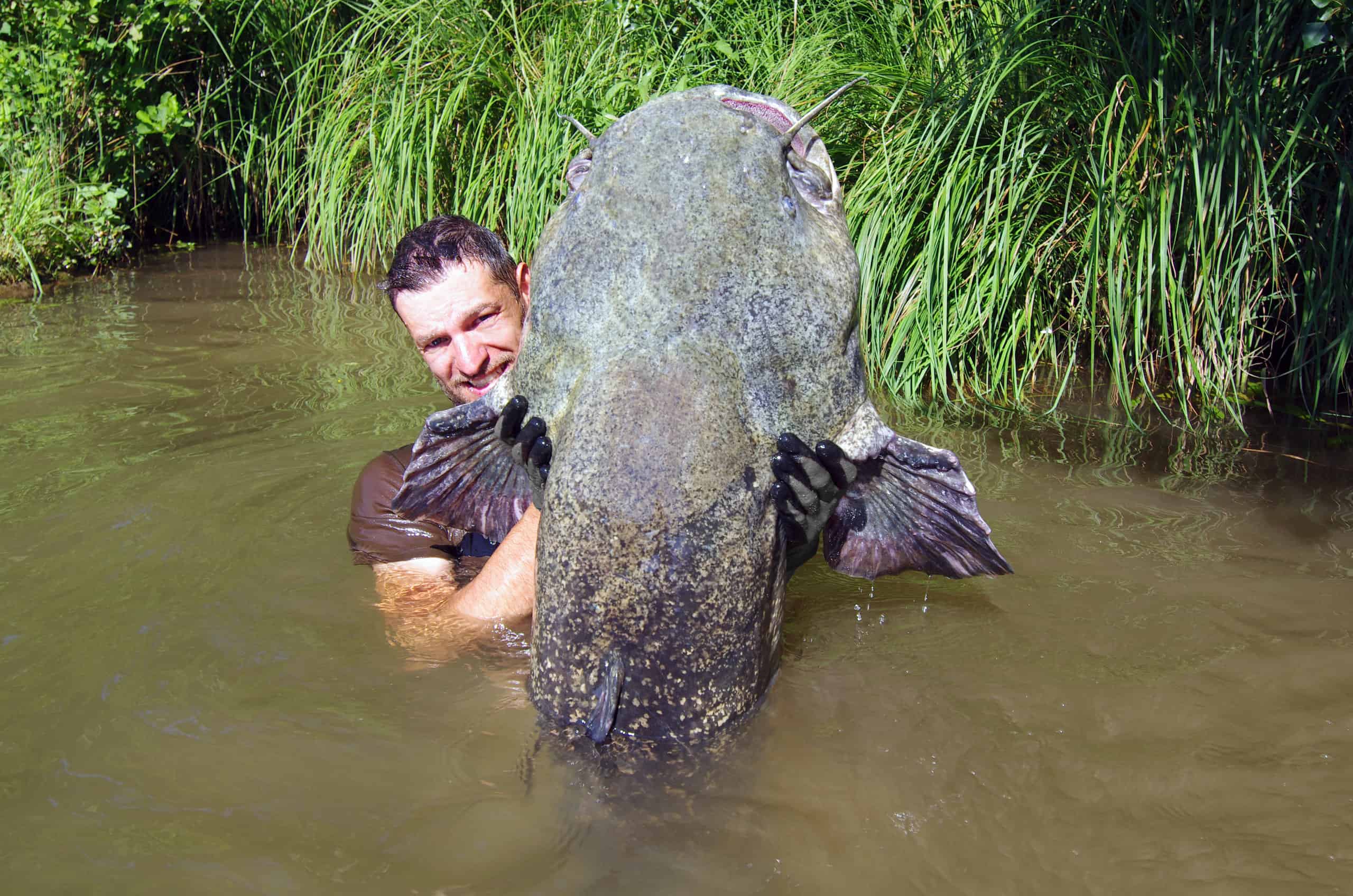 aggressive River Catfishaggressive River Catfish