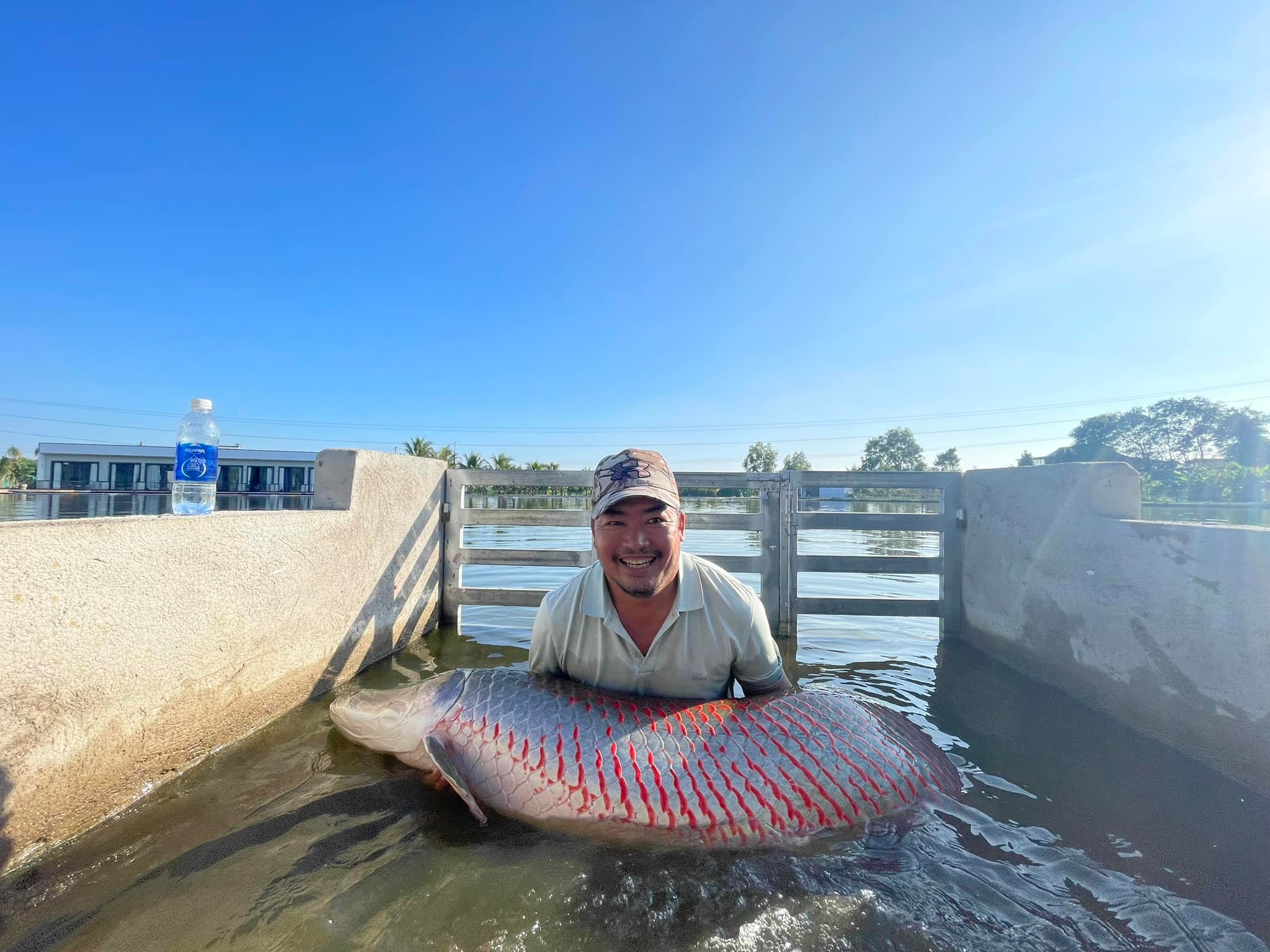 Arapaima