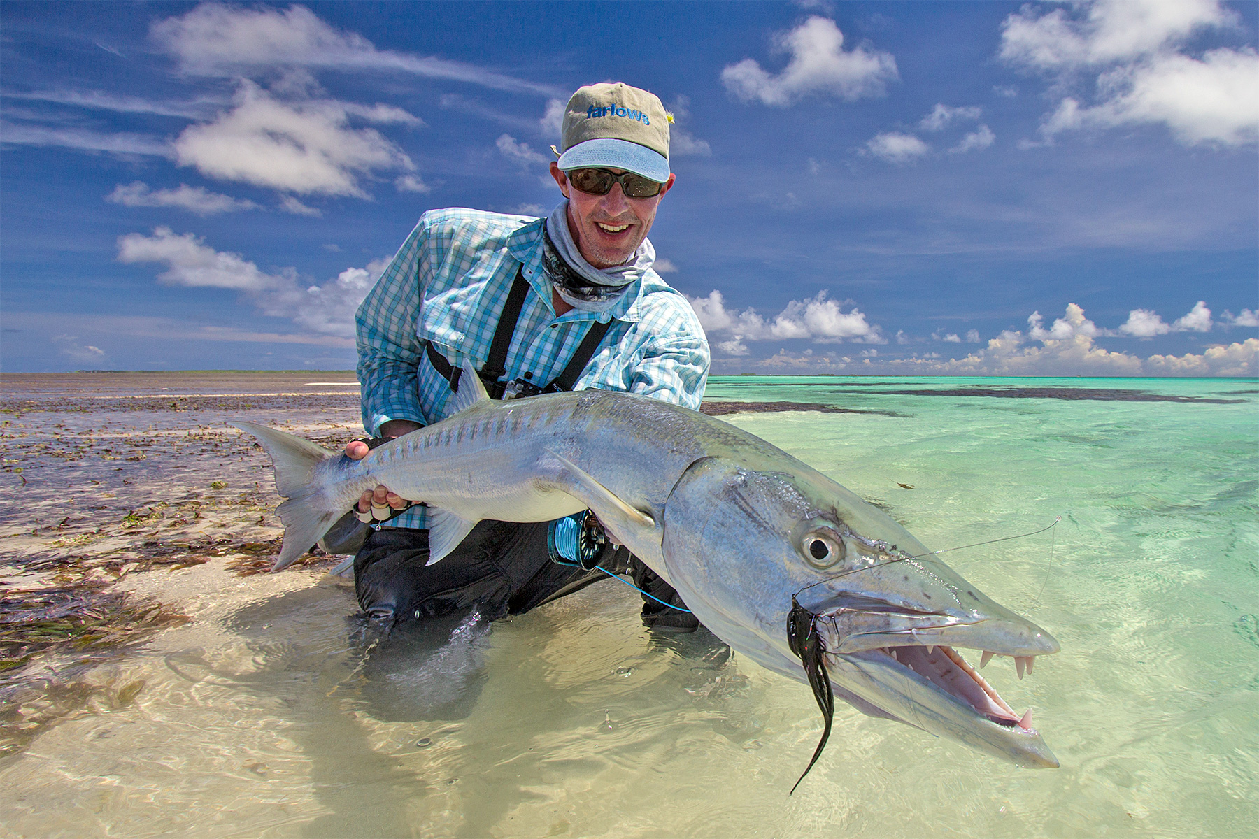 Barracuda