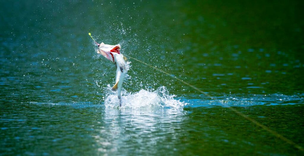 Barramundi-Fishing-viet-nam-fishing-tour-trip-lure-catching