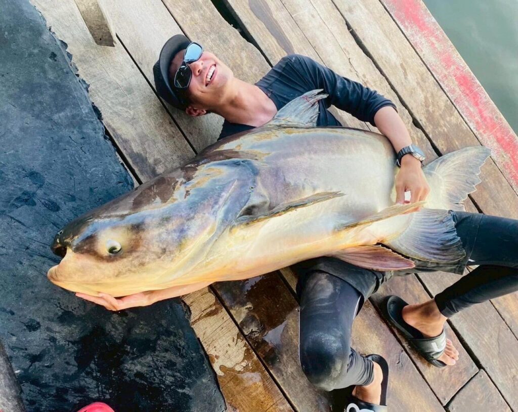 Mekong Giant Catfish