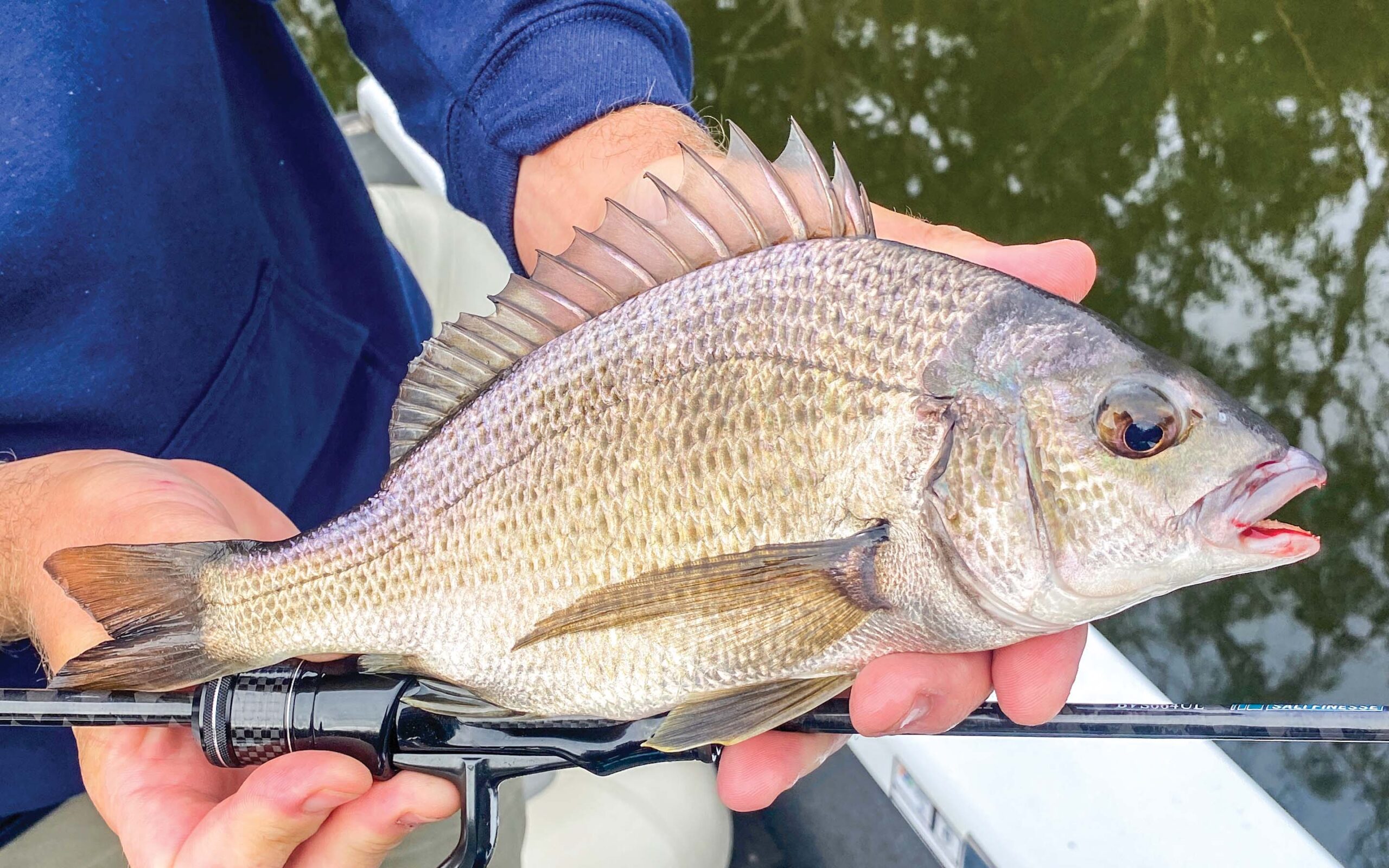 sea bream