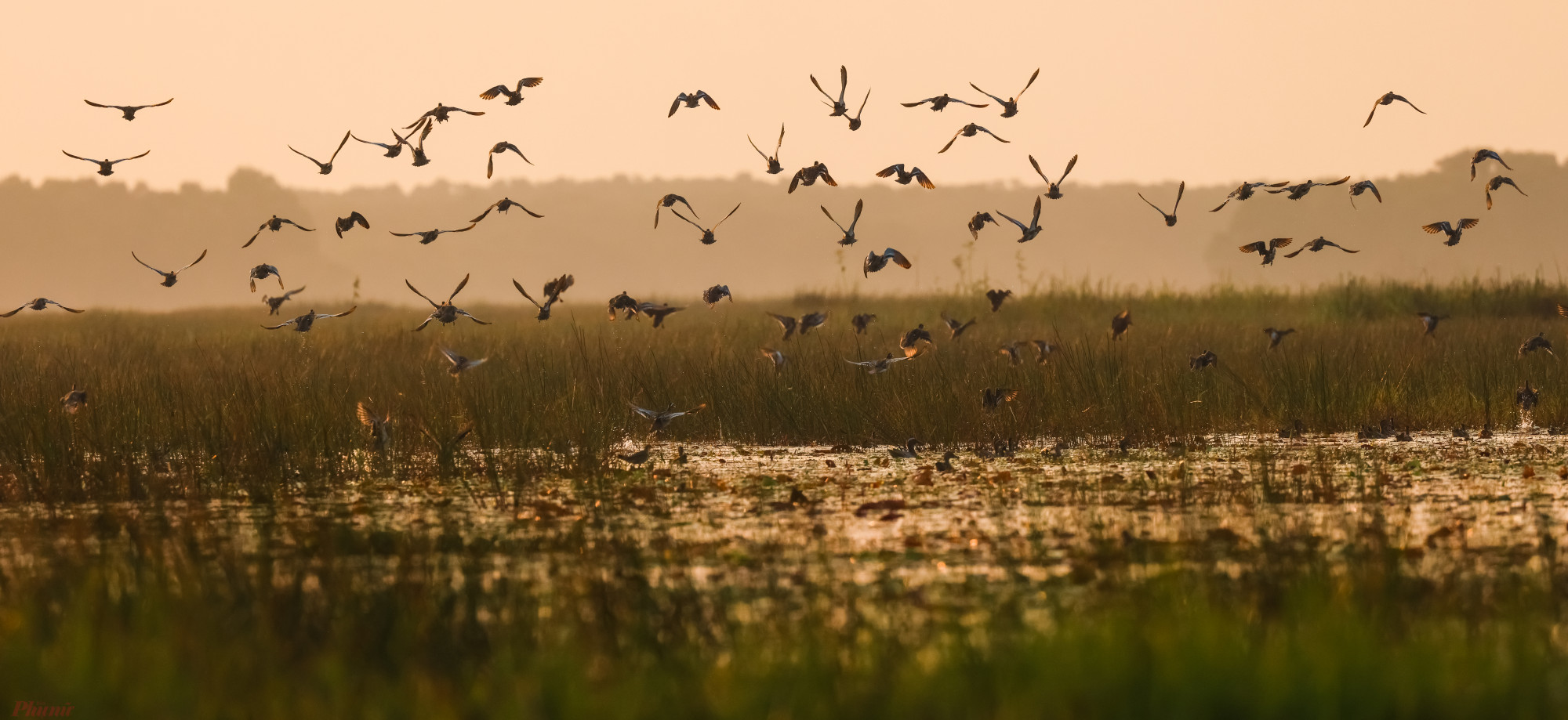 Tram-Chim-National-Park-Lunnar-New-Year-2026-southern-viet-nam-fishing-tour-trip-travel-adventure-angler-lure-fly-21