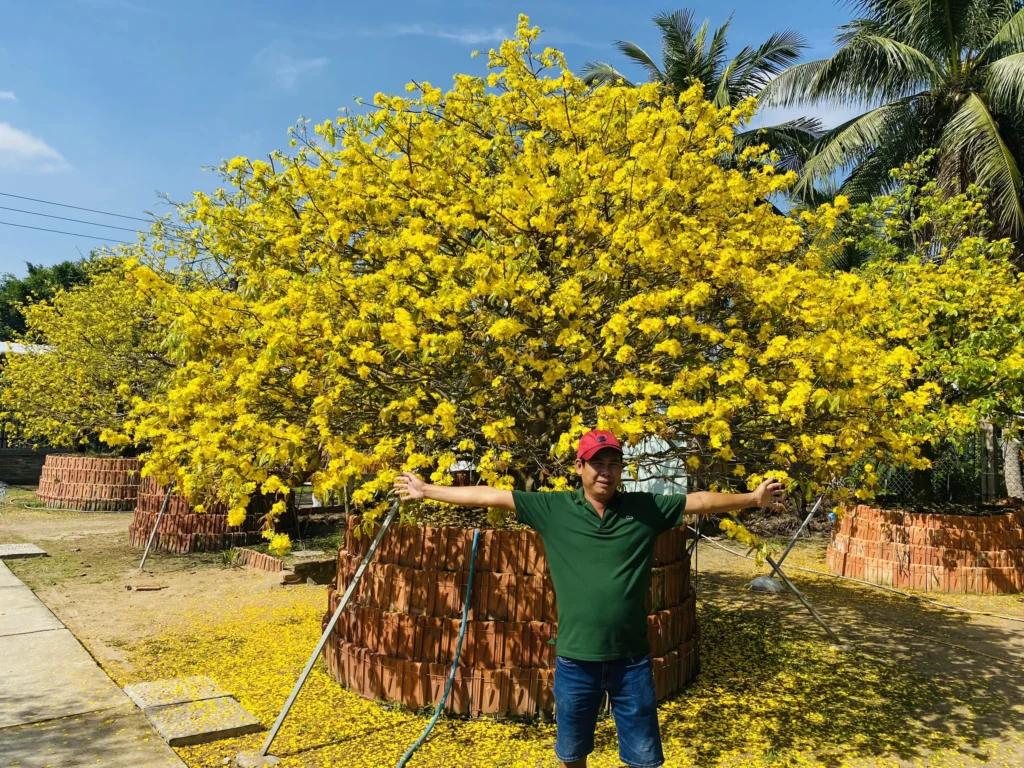 Golden apricot blossoms bloom brilliantly in Ben Tre, Vietnam.