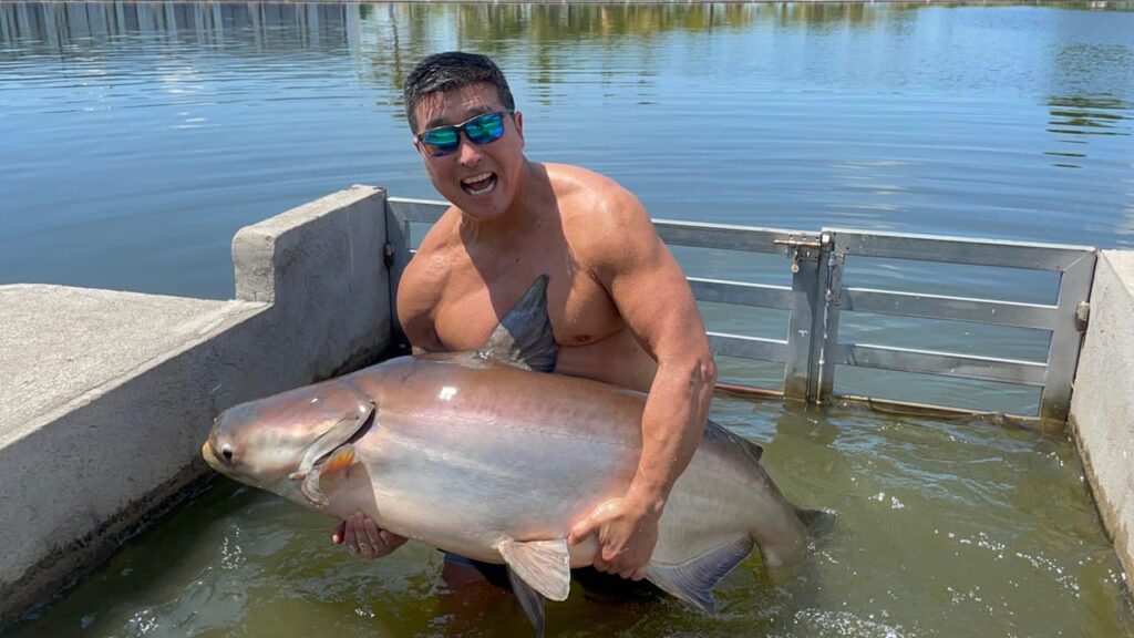 Mekong giant catfish