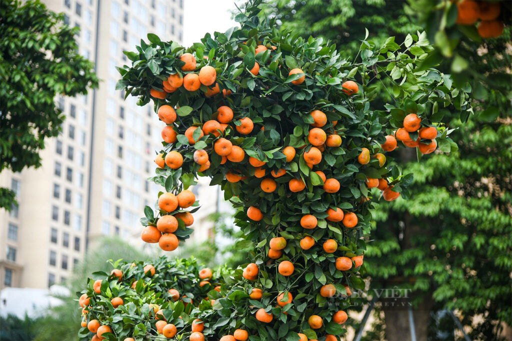 kumquat tree