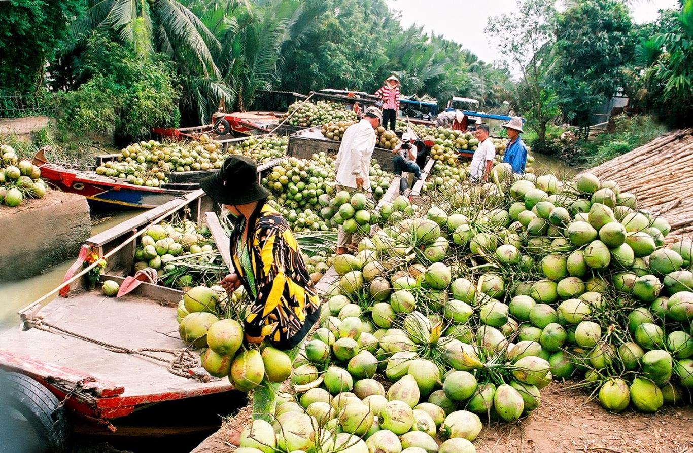 coconut-barramundi-ben-tre-viet-nam-fishing-tour-trip-adventure-lure-travel011