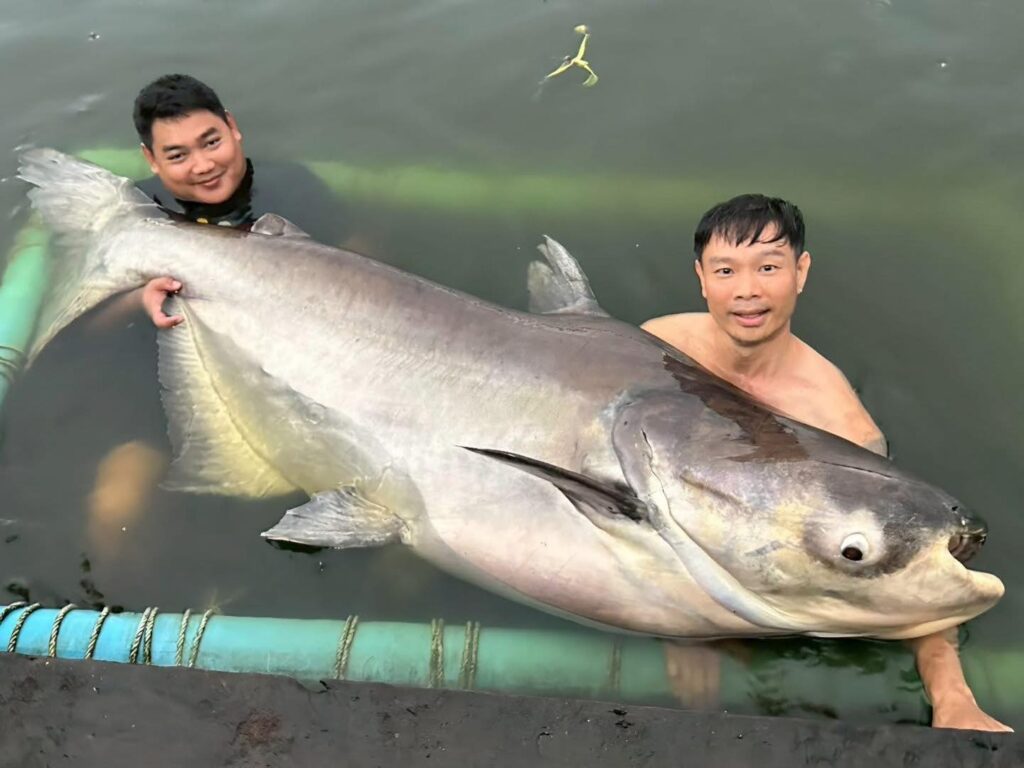 mekong-gaint-catfish-new-bungsamran-fishing-park-bangkok-thailand-viet-nam-tour-trip-adventure-travel-family-234