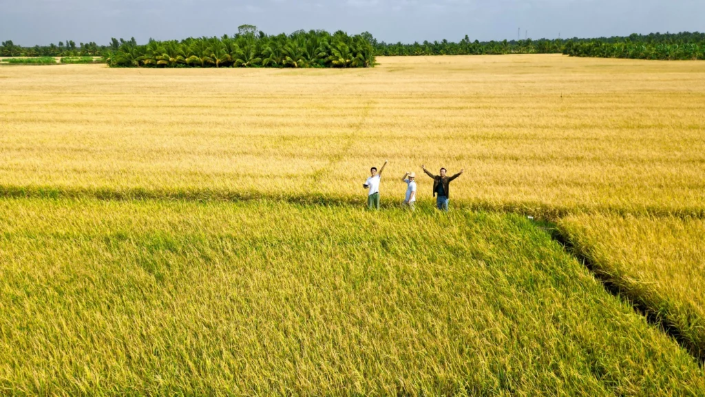 Golden ripe rice fields in Western Vietnam