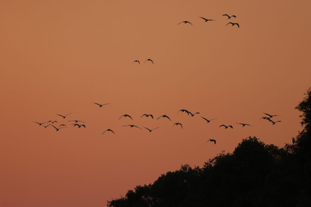 tram-chim-national-park-dong-thap-viet-nam-fishing-tour-trip-adventure-91