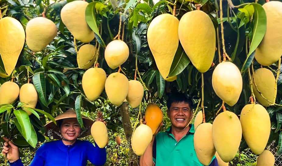 The mango orchards in Ben Tre are laden with fruit.