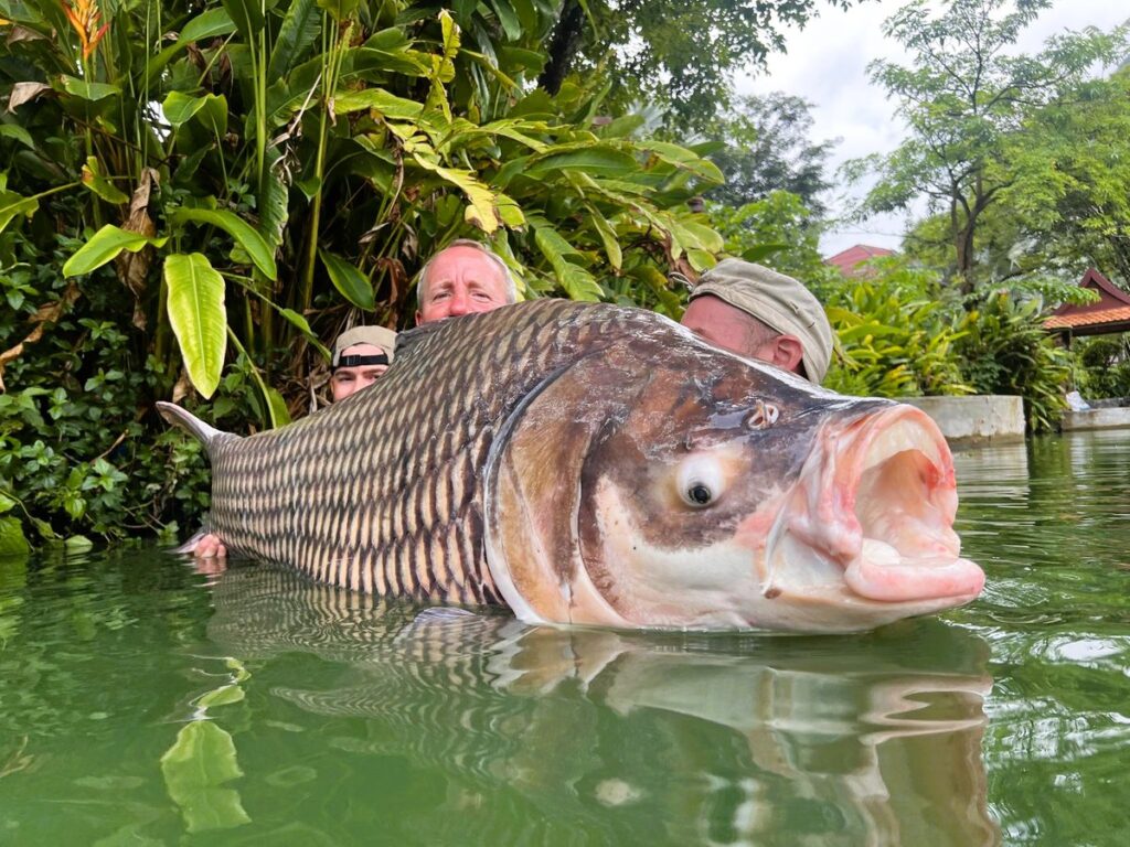 Giant-Siamese-Carp-viet-nam-fishing-tour-trip-travel-angler-guide-summer-2026-lure-fly-fishing-2