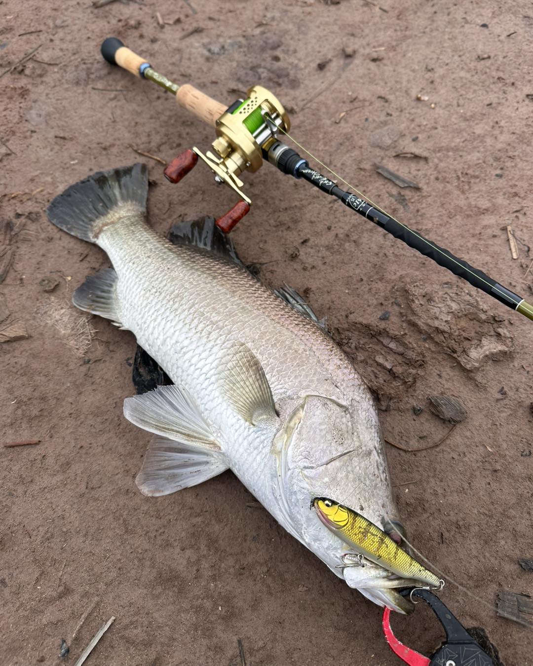 barramundi-fishing-catching-vietnam-trip-tour-travel-summer-2026-49