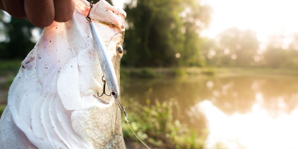 barramundi-fishing-trips-tours-travel-angler-2026-viet-nam-fishing-guide-2