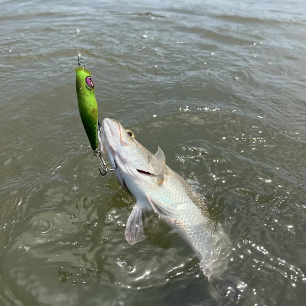 ca-mau-mekong-delta-barramundi-fishing-catching-vietnam-trip-tour-travel-summer-2026