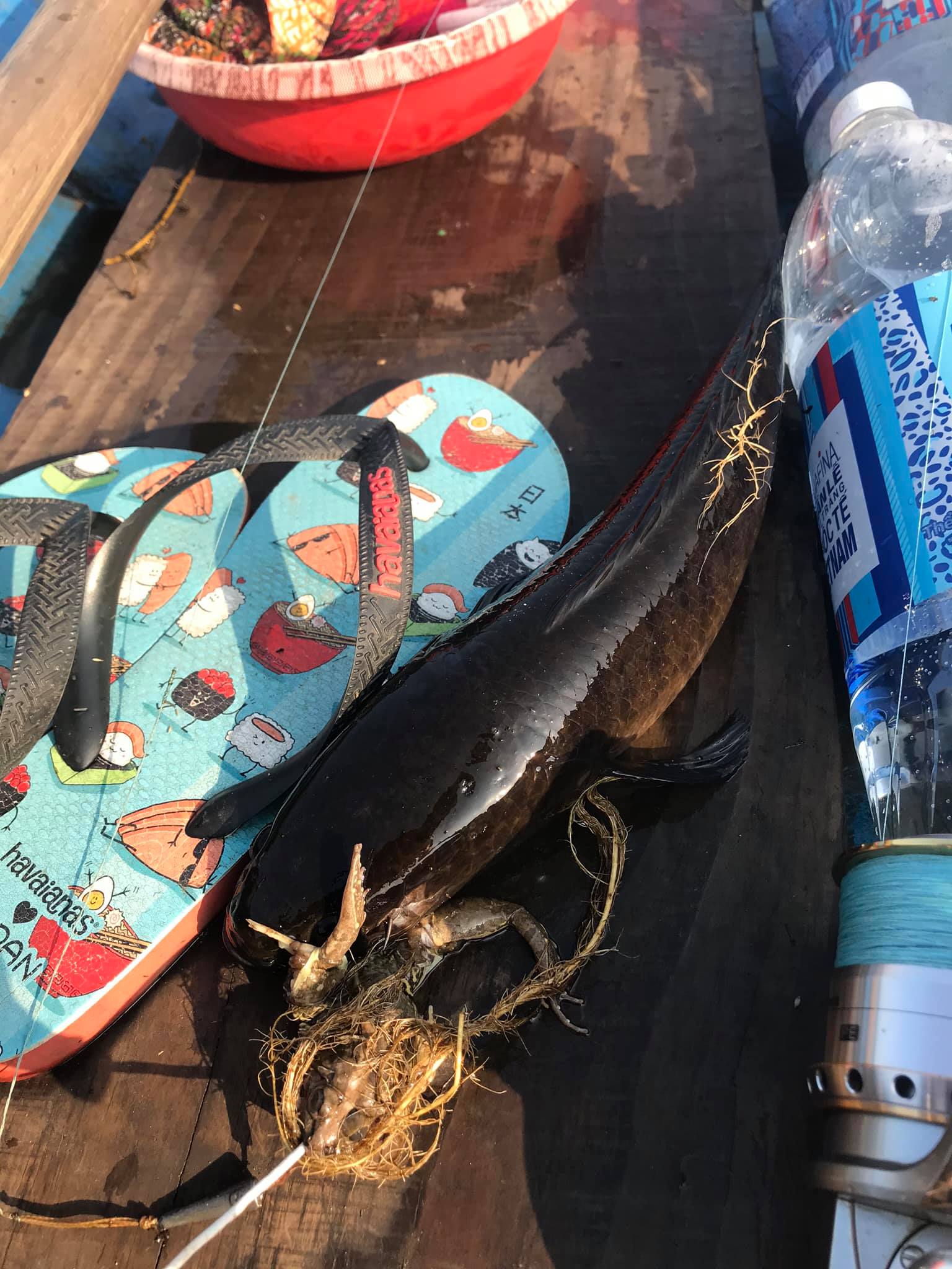 mekong-delta-Snakehead-fishing-catching-vietnam-trip-tour-travel-summer-2026-13