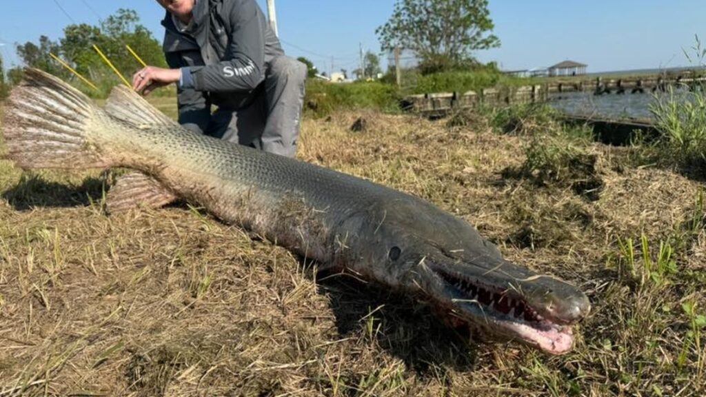 Alligator-Gar-viet-nam-fishing-tours-trips-travel-anglers-lure-fly-fishing-summer-2026-catching-12