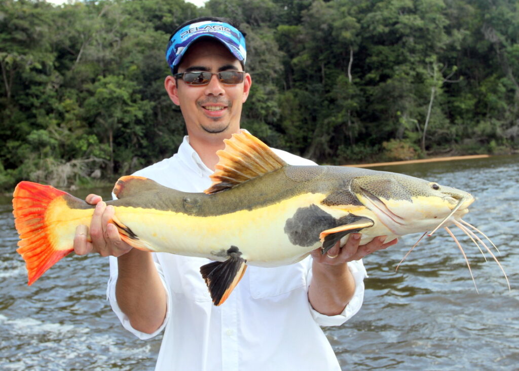Amazon-Redtail-Catfish-viet-nam-fishing-tours-trips-travel-anglers-lure-fly-fishing-summer-2026-catching-862
