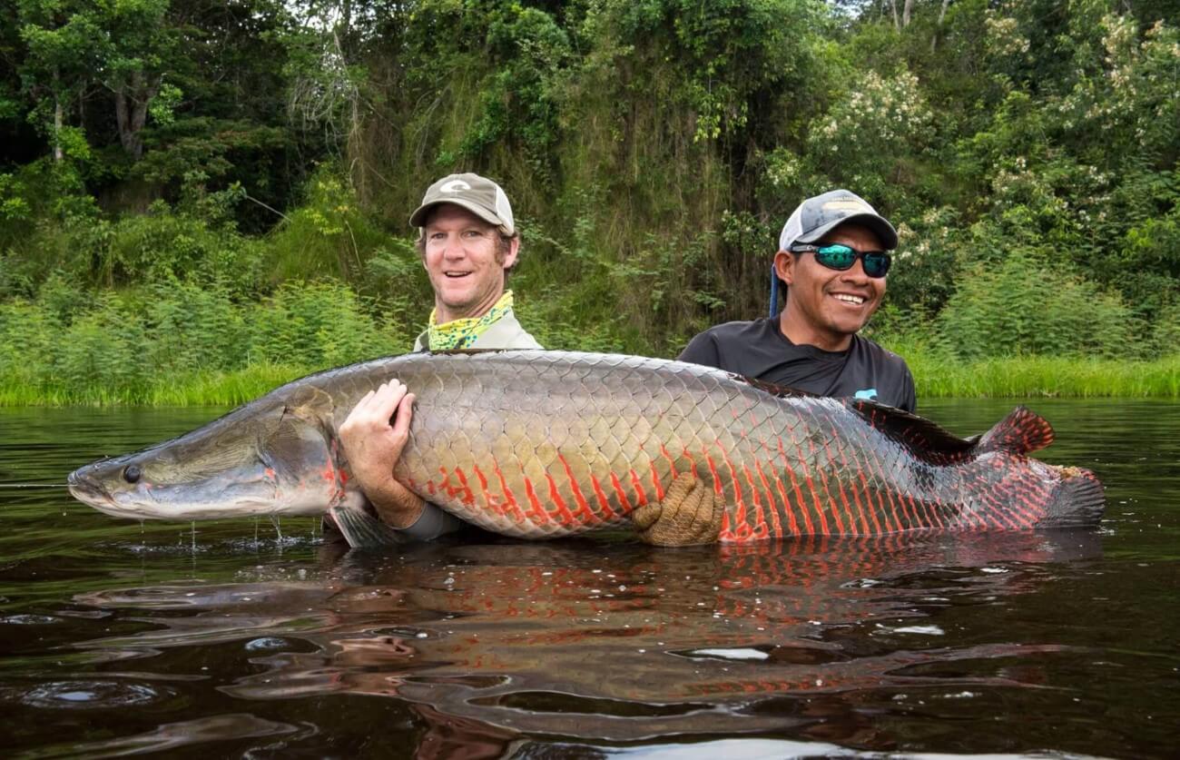 Arapaima